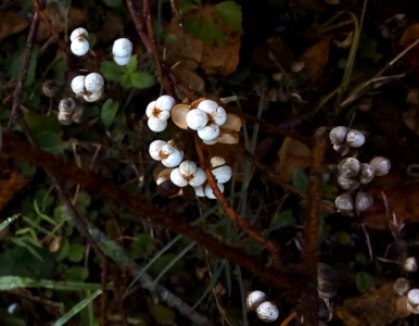 [The all-white spheres appear to be in groups of our at the end of small branches coming from a main branch. There is a reddish-brown center to each foursome. ]